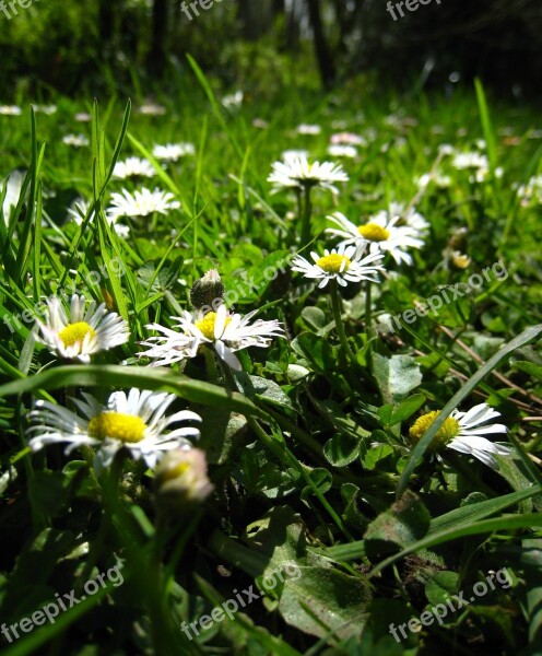 Daisies Close Up Macro Blooms Flowers