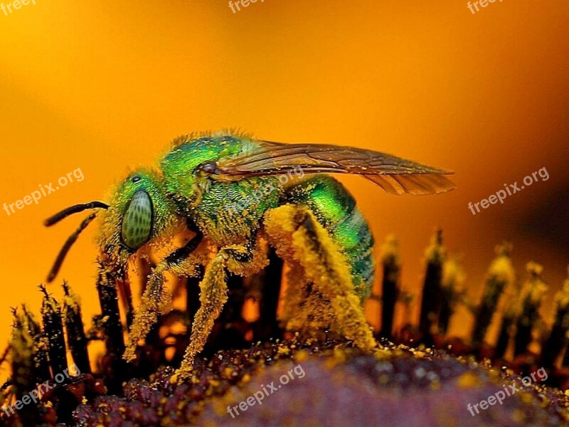 Bee Close Up Macro Pollen Insect