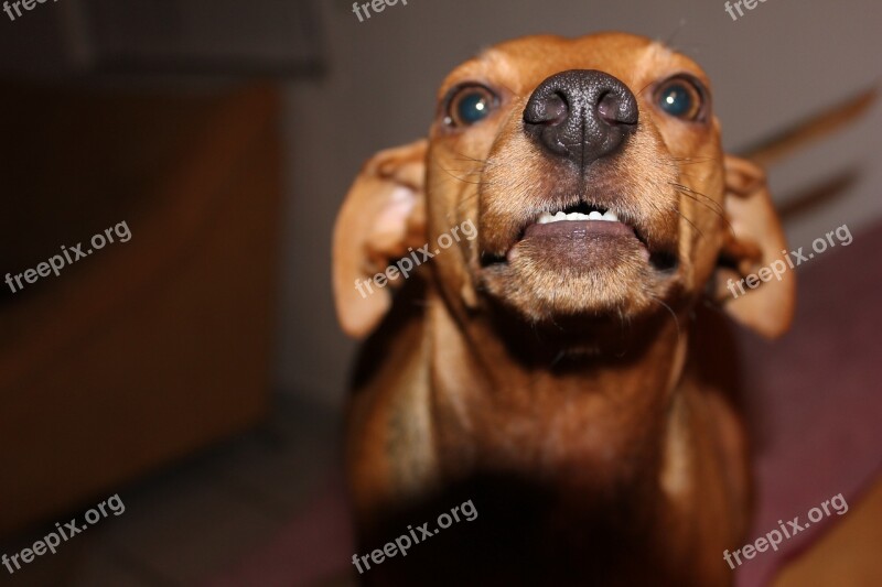 Dog Reh Pinscher Pinscher Aggression Growl