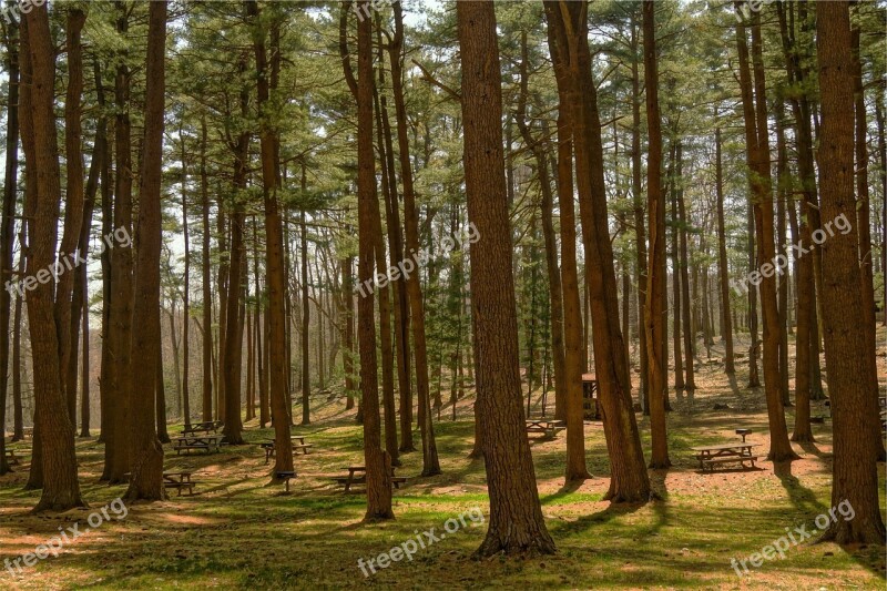 Forest Woods Trees Nature Landscape