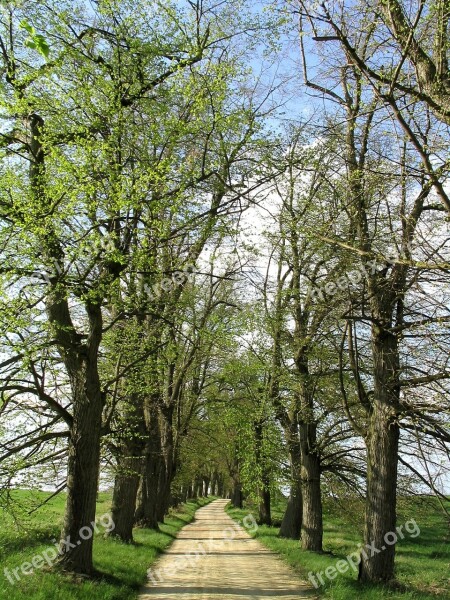 Trees Avenue Away Tree Lined Avenue Spring