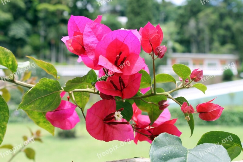 Bougainvillea Brasiliensis Three Marys Always-glossy Santa-rita Onion Man