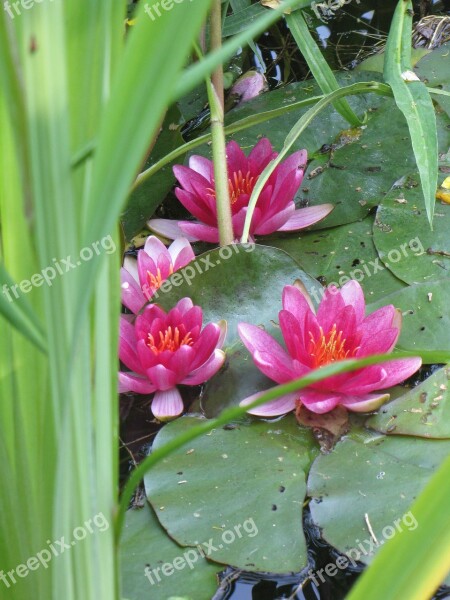 Water Lily Nuphar Lutea Plant Wellness Flowers