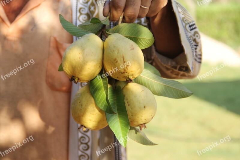 Guava Fruit Fruit Growing Irrigation Canindé