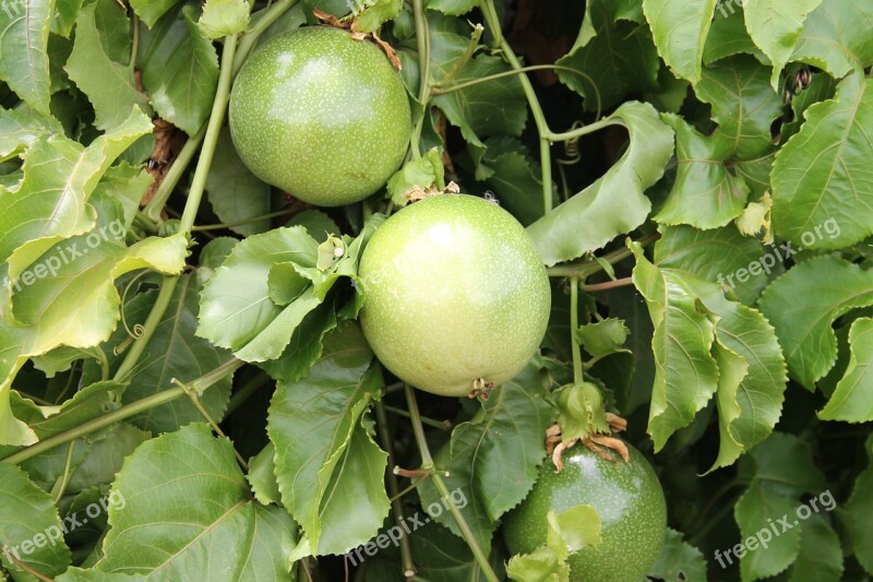 Maracuja Fruit Fruit Growing Irrigation Canindé