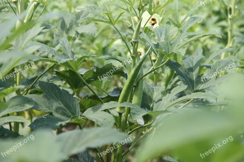 Okra Plant Vegetable Irrigation Sergipe