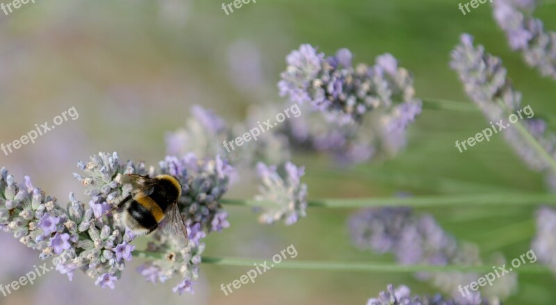 Bumble Bee Summer Lavender Free Photos