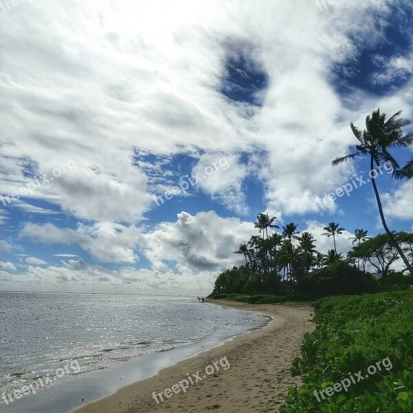 Beach Oahu Tropical Hawaii Palm