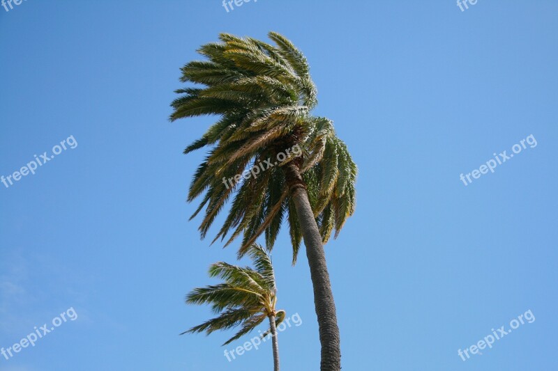 Hawaii Palm Wind Tree Nature