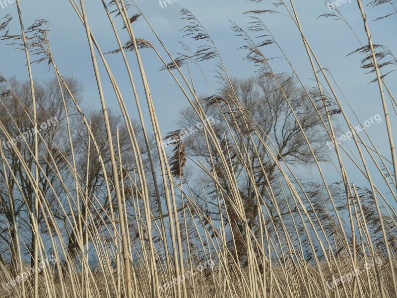 Grass Stalks Stem Meadows Field