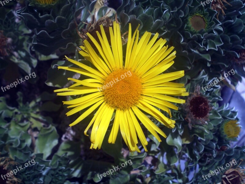 Flower Yellow Sun Nature Yellow Flower