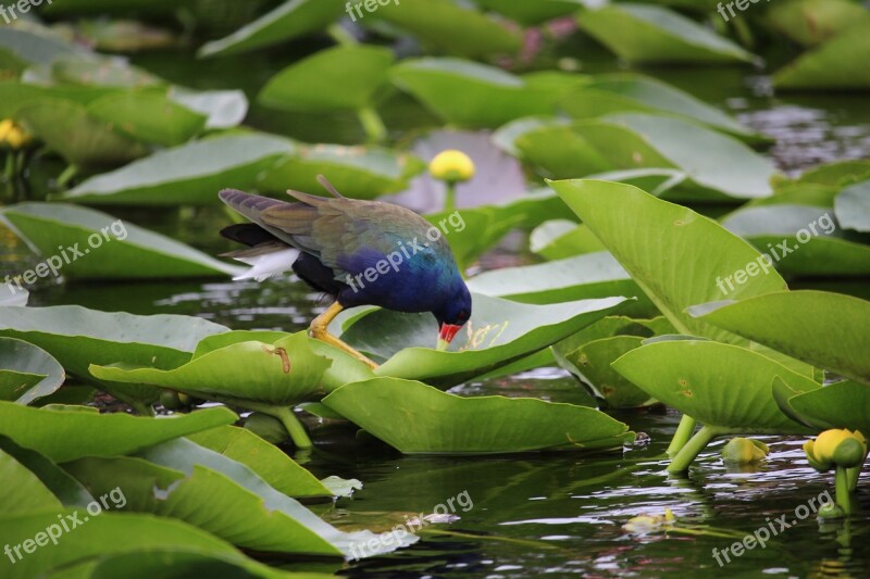 Water Bird Lily Pads Bird Water Pond