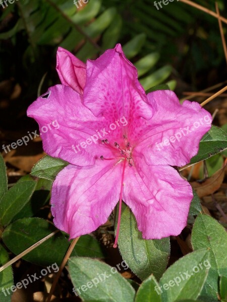 Azalea Flower Plant Nature Blooming