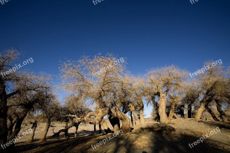 Populus Winter Desert Free Photos