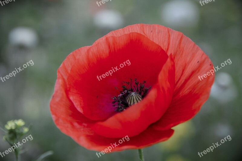 Poppy Blossom Bloom Flower Red