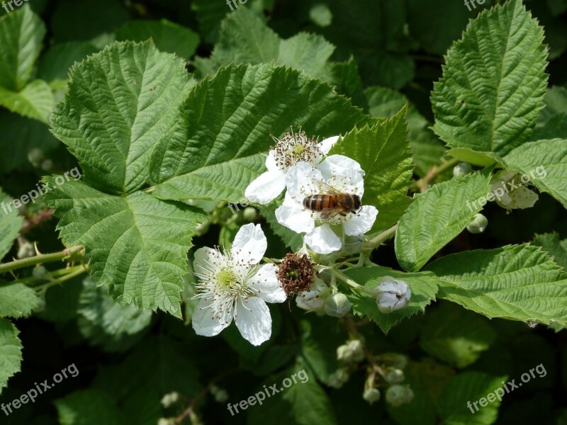 Bee Flowers Mulberry Green Free Photos