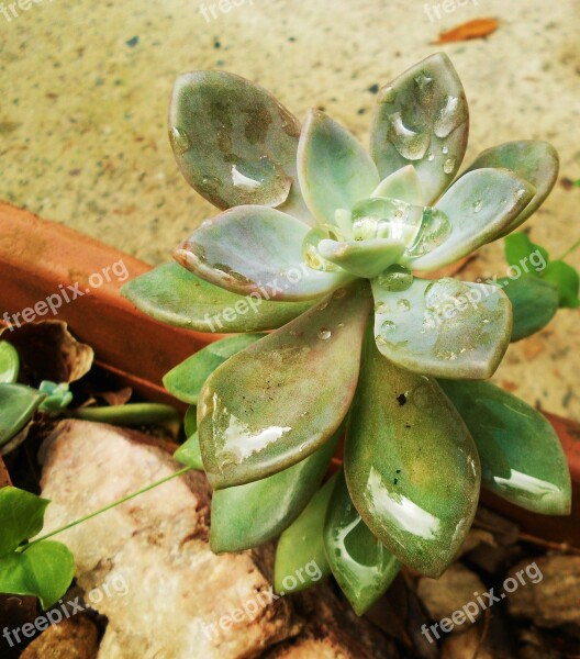 Succulent Nature Green Plant Fresh