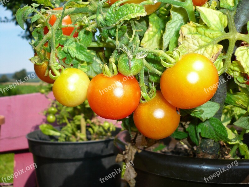 Tomatoes Red Pot Green Food