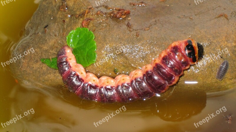 Caterpillar Insect Porcellio Scaber Free Photos