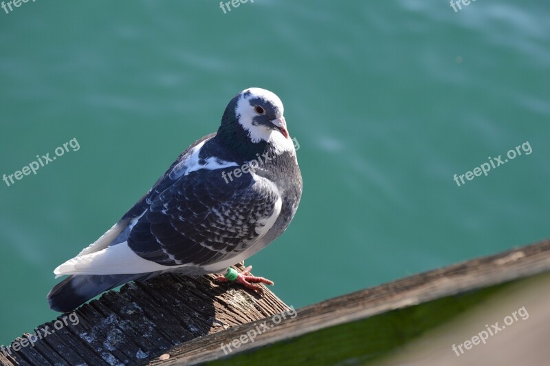 Pigeon Bird Wildlife Ocean Nature