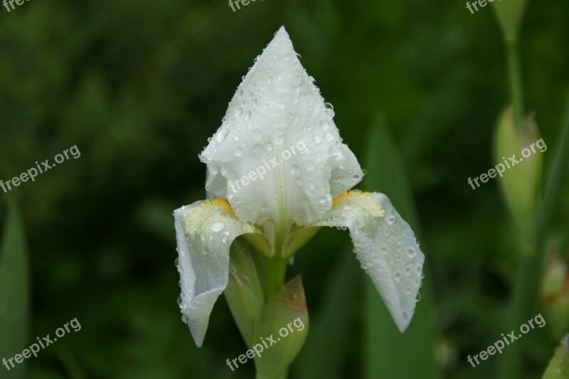 Spring Water Drop Nature Green Plant