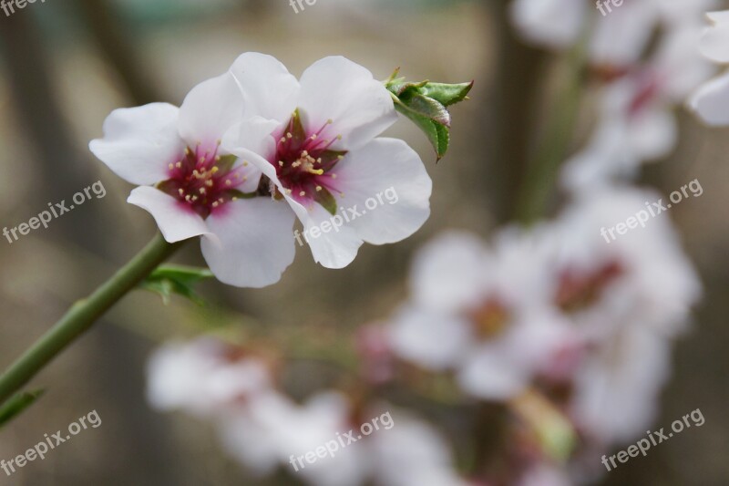 Blossoming Almond Spring Almond Nature Tree