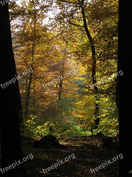 Forest Trees Nature Backlighting Autumn