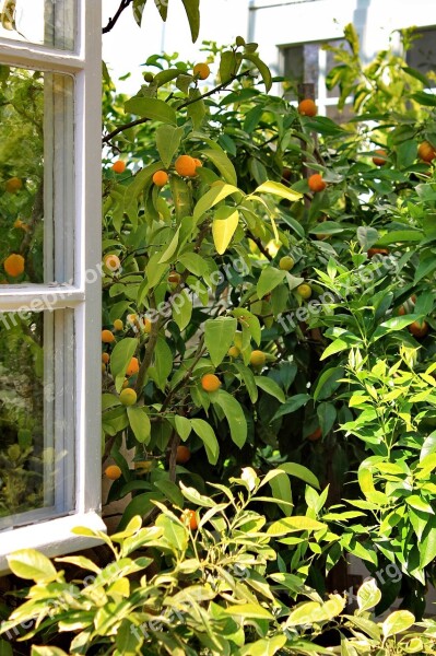 Window Open Tree Oranges Emerge