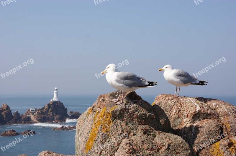 Seagulls Rocks Birds Free Photos