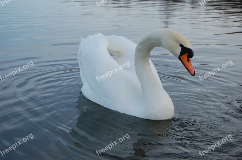 Swan Lake Nature Water Fidelity