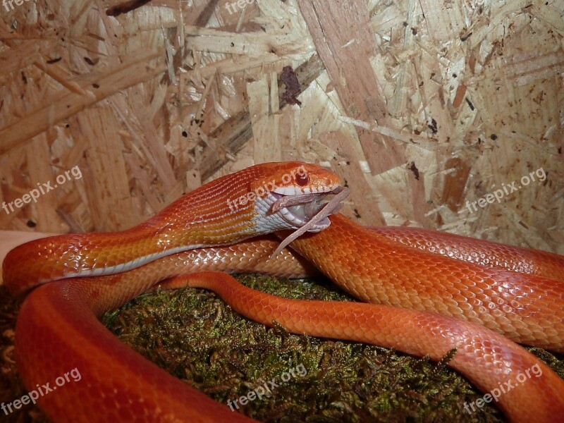 Corn Snake Snakes Terraristik Non Toxic Scale