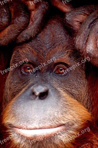 Orang Utan Monkey Zoo Melbourne Animal