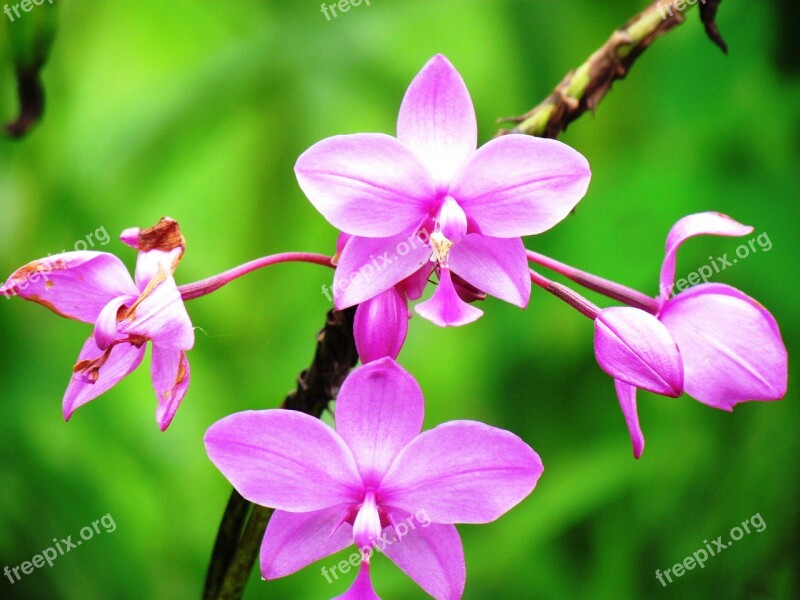 Flora Purple Guaria Wild Purple Flower