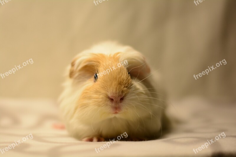 Guinea Pig Cavy Cute Pet Rodent