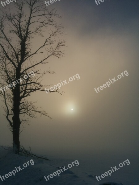 Winter Fog Tree Haze Landscape