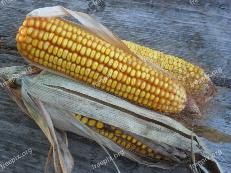 Corn Yellow The Ear Autumn Harvest