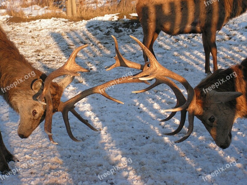 Antlers Hart Clash Snow Park