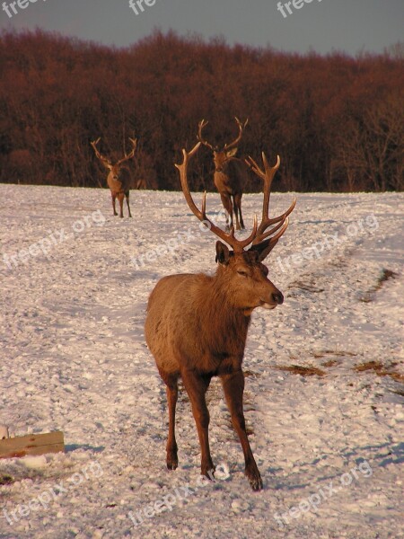 Antlers Hart Herd Snow Park