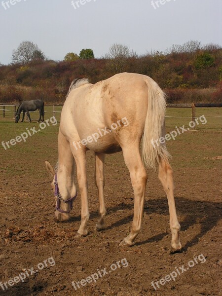 Horse Grazing Range Free Photos