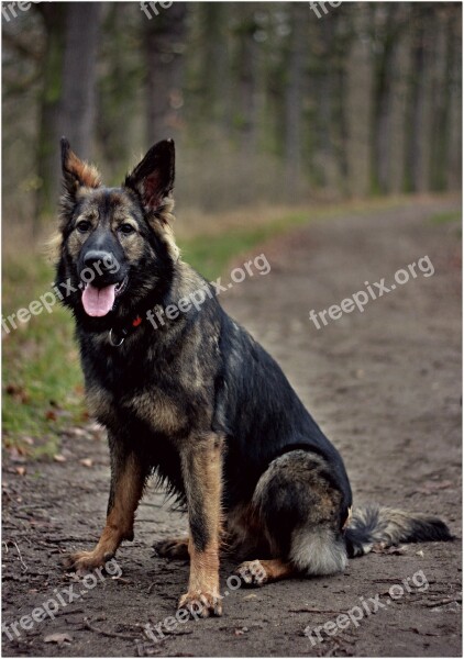 German Shepherd Dog Forest Sitting Flaky Puppy