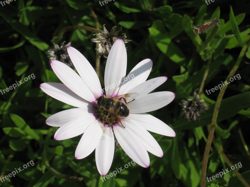 Honey Bee Flower Bee Blossom Bloom