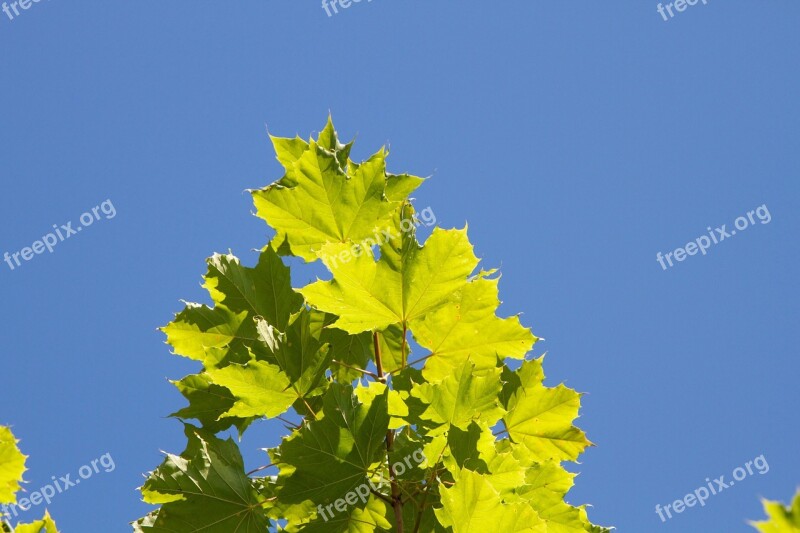 Leaf Sun Blue Sky Towards The Light Green Leaf