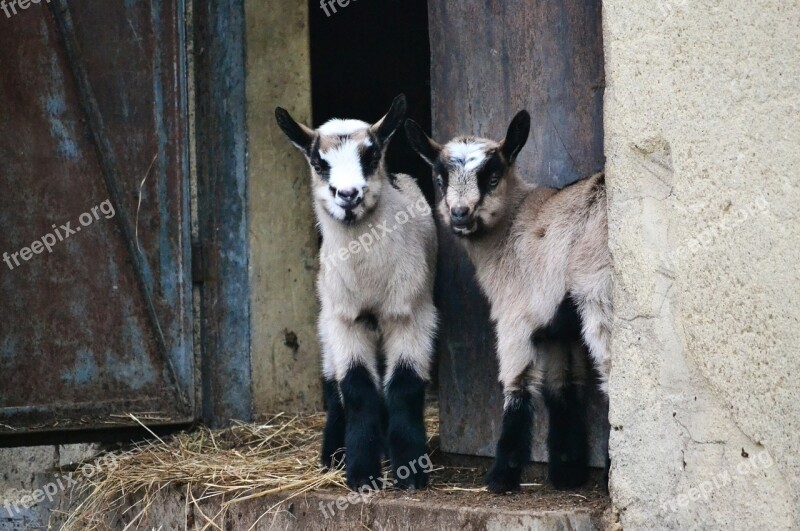 Goats Animals Backyard Free Photos