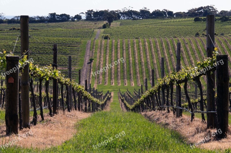 Mclaren Vale Wine Vine Australia Rural