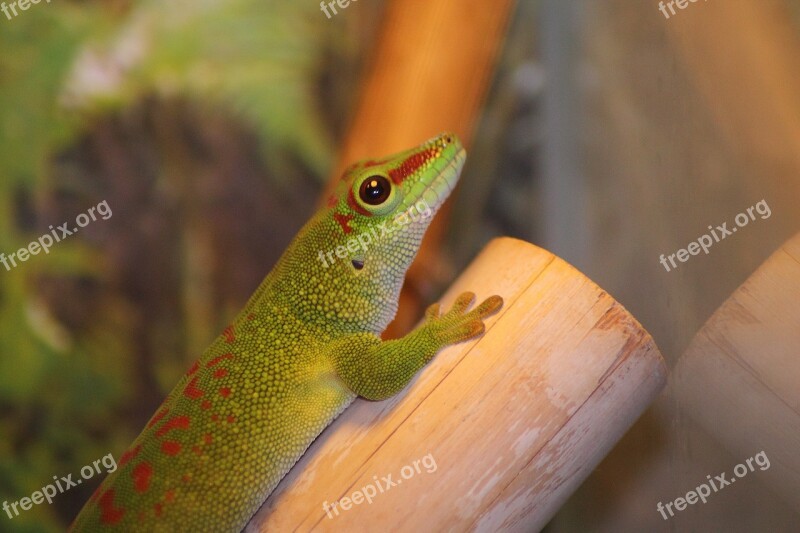 Madagascar Day Gecko Gecko Phelsuma Madagascariensis Green Reptile