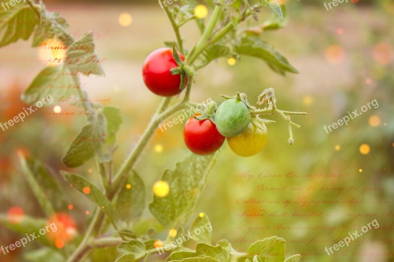 Tomato Plant Trusses Vegetables Tomatoes Tomato Shrub