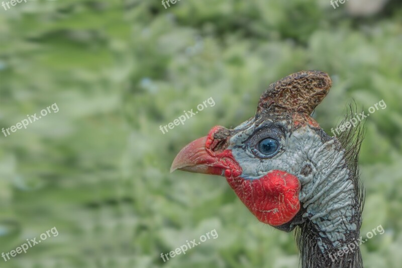 Cockscomb Hahn Animal Poultry Gockel