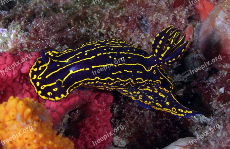 Regal Sea Goddess Nudibranch Swimming Reef Marine Exotic