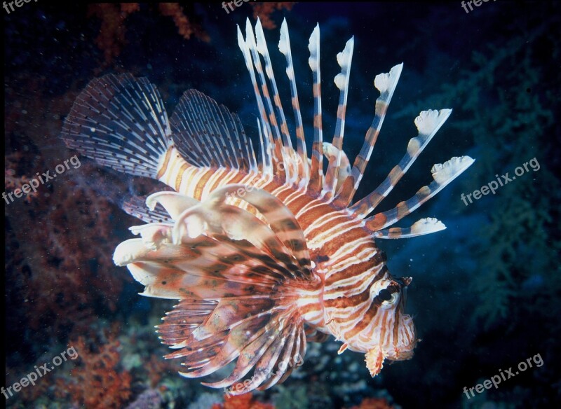 Lionfish Tropical Venomous Reef Marine