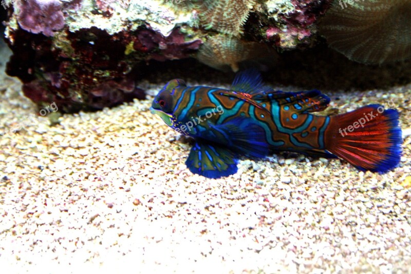 Mandarinfish Tropical Tank Aquarium Pacific